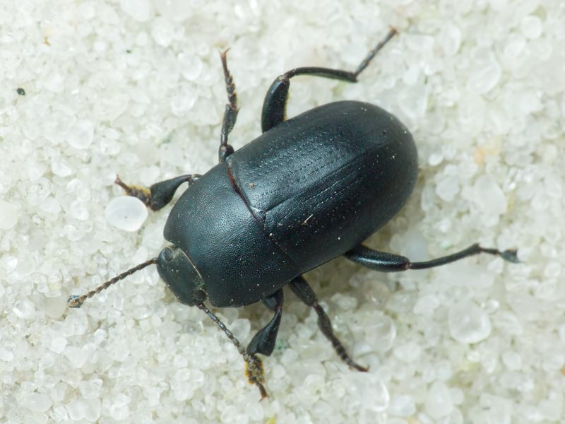 Tenebrionidae Latreille, 1802